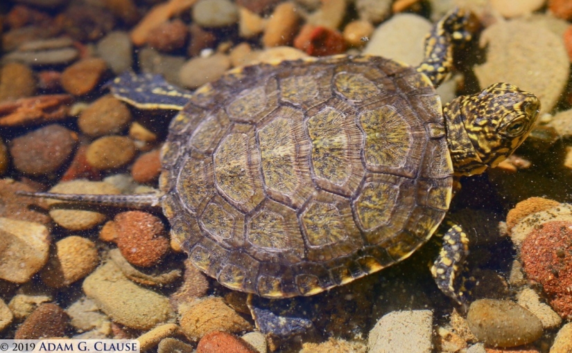 Do native and introduced freshwater turtles compete in northern Mexico?